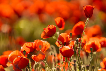 обоя цветы, маки