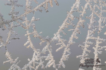 Картинка helen+davies природа макро иней