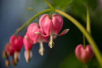 Картинка цветы дицентра+ разбитое+сердце