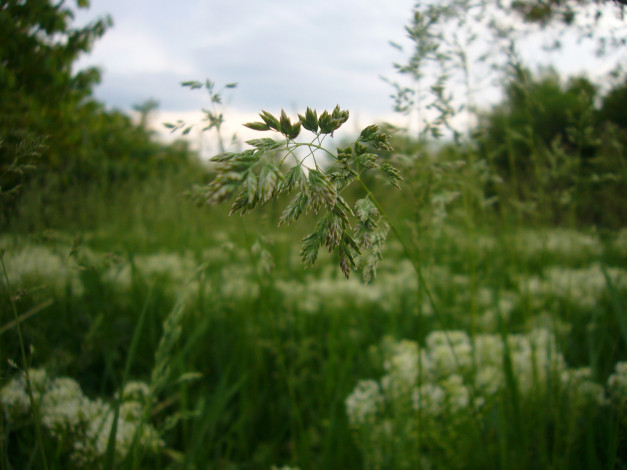 Обои картинки фото природа, луга, трава