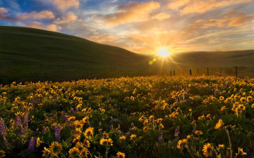обоя природа, луга, холмы, солнце, закат, луг, цветы