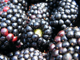 Картинка еда ежевика