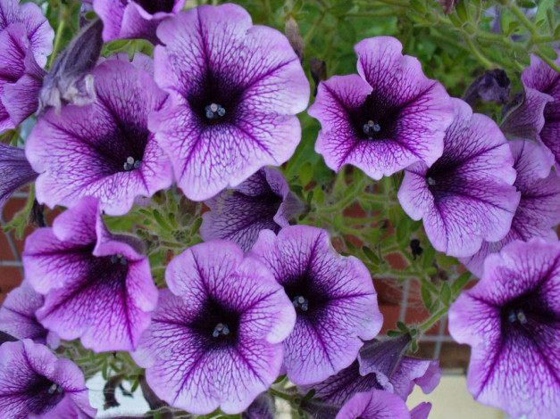 Обои картинки фото цветы, петунии, калибрахоа