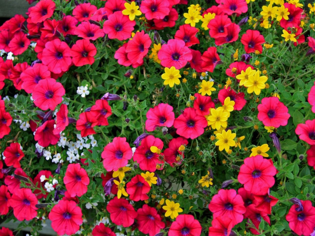 Обои картинки фото цветы, разные, вместе