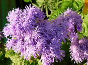 Картинка цветы агератум