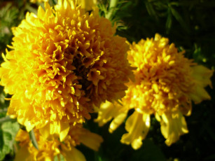 Картинка цветы бархатцы