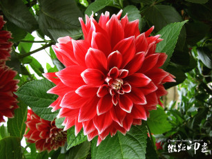 Картинка цветы георгины