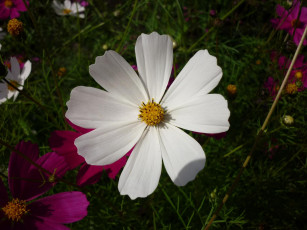 Картинка цветы космея