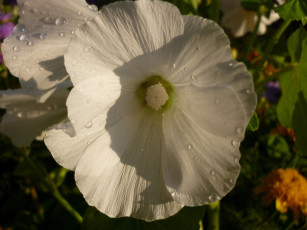 Картинка цветы лаватера