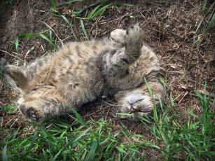 Картинка животные коты