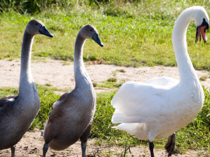 Картинка животные лебеди