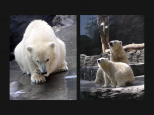 Картинка животные медведи