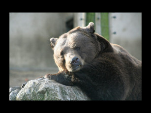 Картинка животные медведи