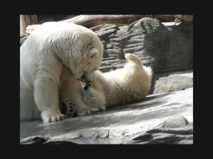 Картинка животные медведи