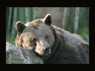 обоя животные, медведи