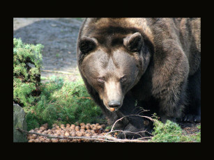 Картинка животные медведи