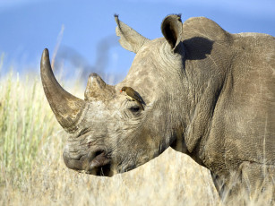 Картинка животные носороги