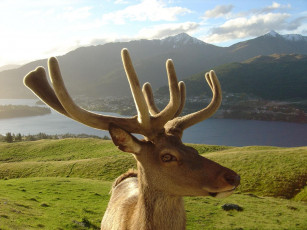 Картинка животные олени