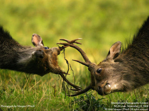 Картинка животные олени