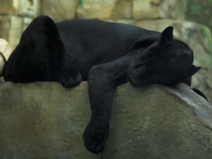 Картинка животные пантеры