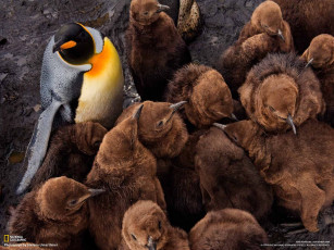 Картинка животные пингвины