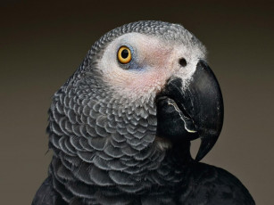 Картинка животные попугаи