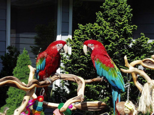 Картинка животные попугаи