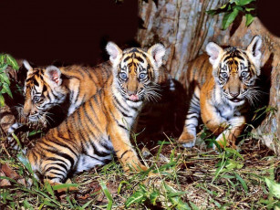 Картинка животные тигры