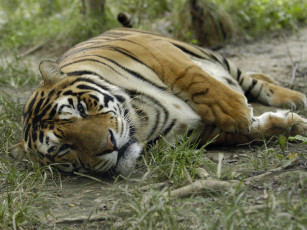 Картинка животные тигры