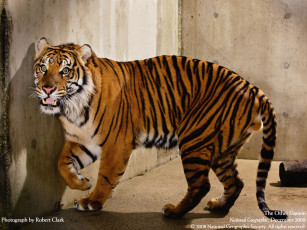 обоя животные, тигры