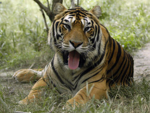 Картинка животные тигры