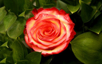 Картинка цветы розы