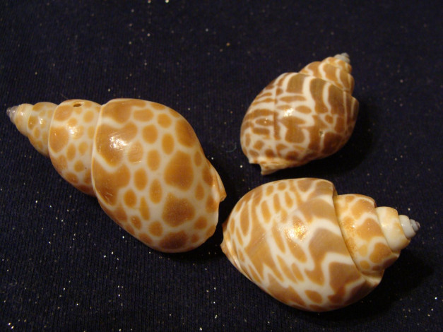 Обои картинки фото разное, ракушки, кораллы, декоративные, spa, камни