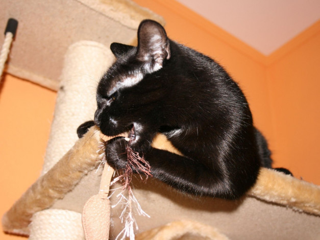 Обои картинки фото животные, коты