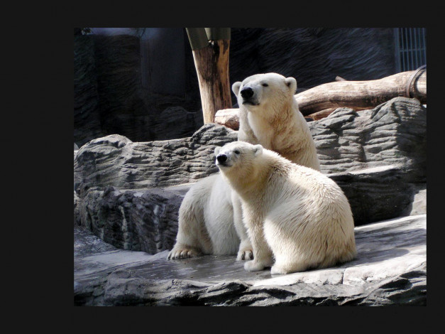 Обои картинки фото животные, медведи