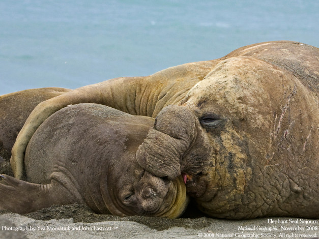 Обои картинки фото животные, морские, коровы, слоны