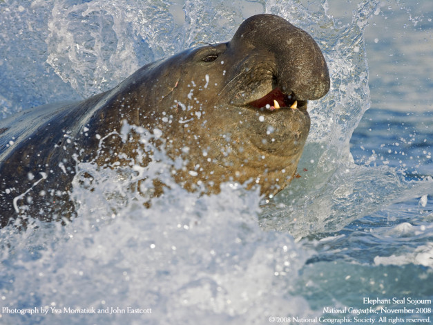 Обои картинки фото животные, морские, коровы, слоны