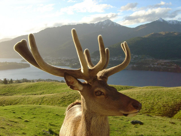 Обои картинки фото животные, олени