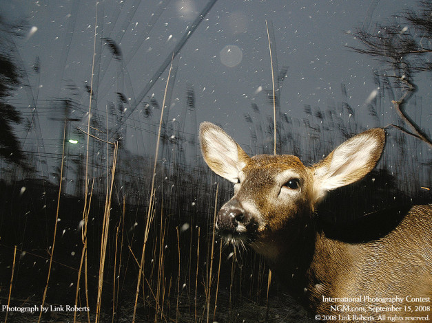 Обои картинки фото животные, олени