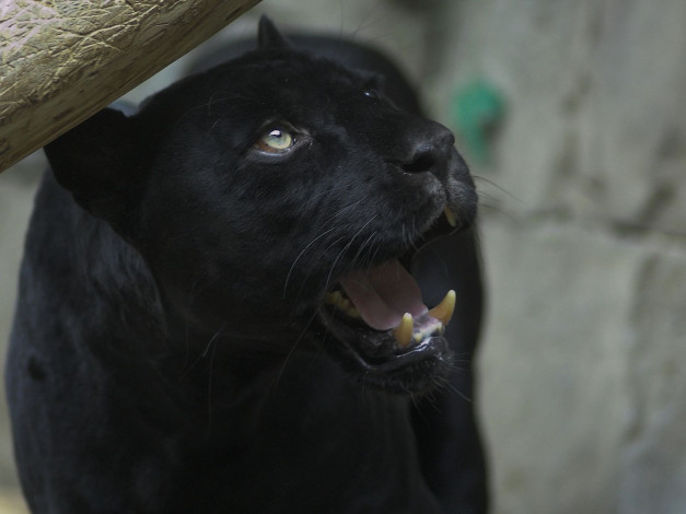 Обои картинки фото животные, пантеры