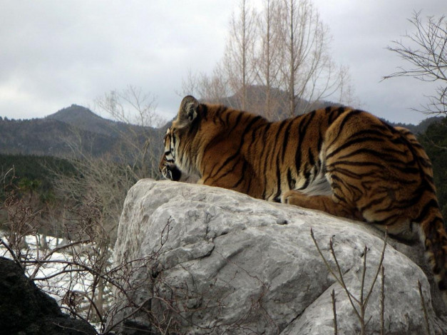 Обои картинки фото животные, тигры