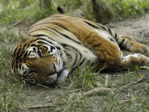 Обои картинки фото животные, тигры