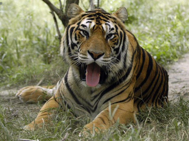 Обои картинки фото животные, тигры