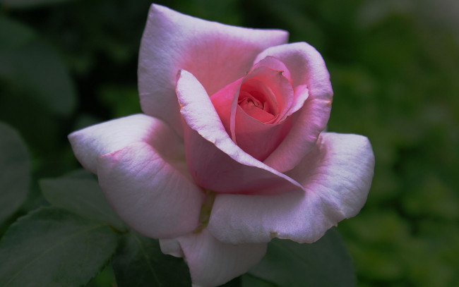 Обои картинки фото цветы, розы