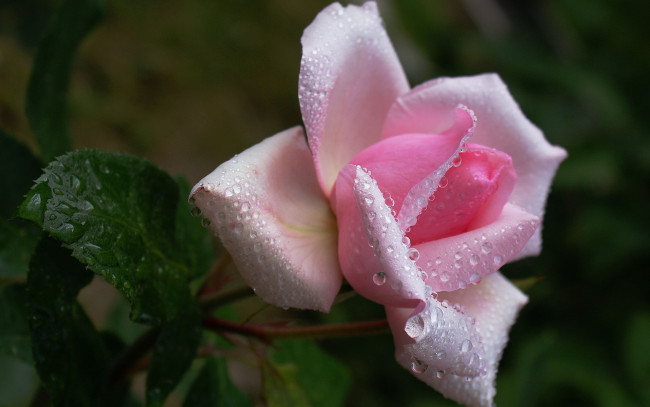 Обои картинки фото цветы, розы