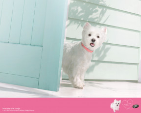 Картинка животные собаки