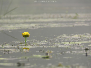 Картинка кувшинка природа реки озера