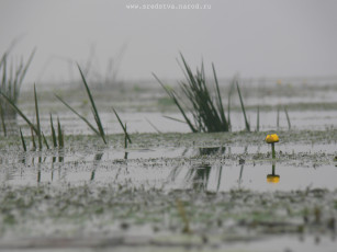 Картинка кувшинка тумане природа реки озера