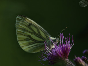 Картинка животные бабочки