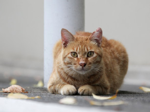 Картинка животные коты